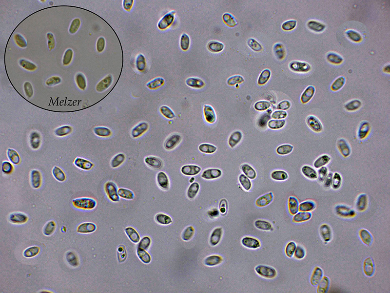 Ceriporiopsis?